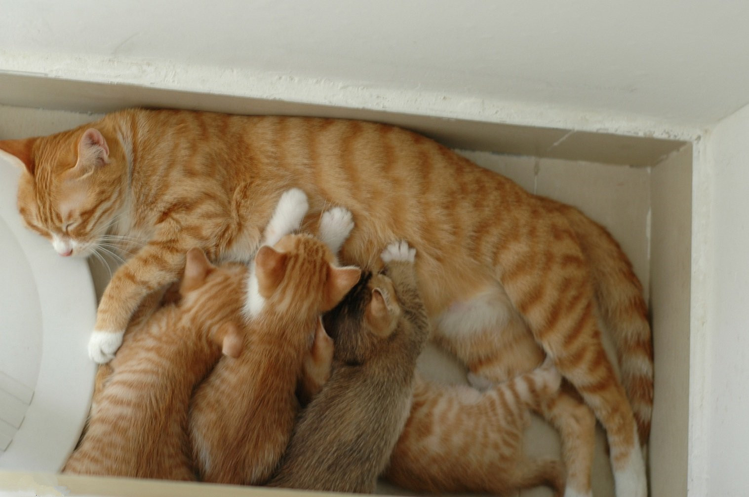 猫妈妈喂养四只小猫，母性和关怀照片摄影图片_ID:377246496-Veer图库