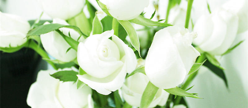 白玫瑰的花语介绍-正解网